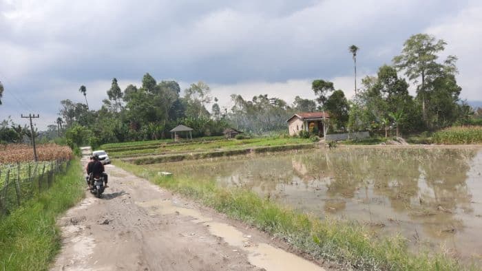 dinas_pertanian_simalungun_kenaikan_harga_gabah_sudah_disampaikan_ke_petani