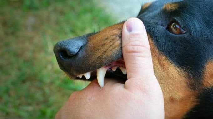 diduga_usai_digigit_anjing_rabies_warga_dairi_meninggal_dunia