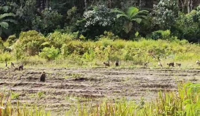 petani_jagung_harapkan_sumbangsih_bksda_menghalau_monyet_di_dairi