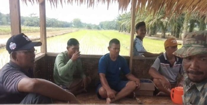 petani_di_langkat_mulai_beralih_menanam_padi_tinggalkan_kebun_sawit