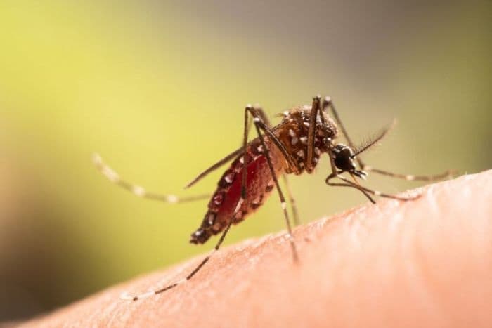 kemenkes_catat_kasus_chikungunya_awal_2025_naik_drastis_jawa_barat_tertinggi