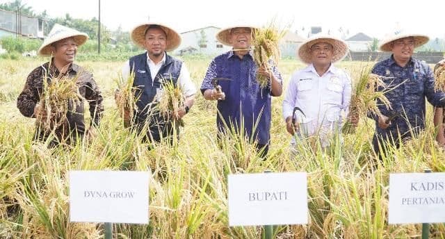 petani_langkat_senang_produksi_padi_meningkat_dari_5_ton_jadi_72_ton_per_hektare
