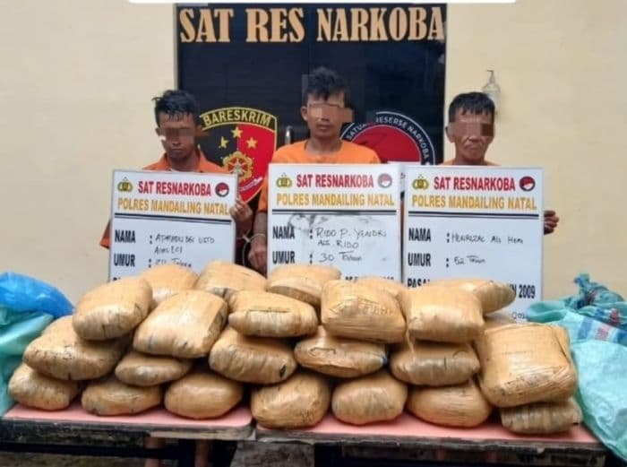 polres_madina_gagalkan_penjemputan_396_kg_ganja_oleh_warga_sumbar
