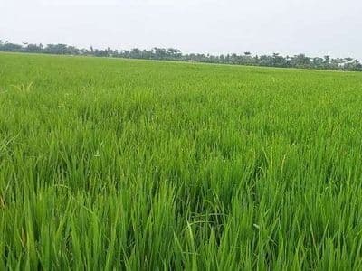 gabah_capai_303517_ton_sergai_puncaki_produksi_beras_sumut_2024