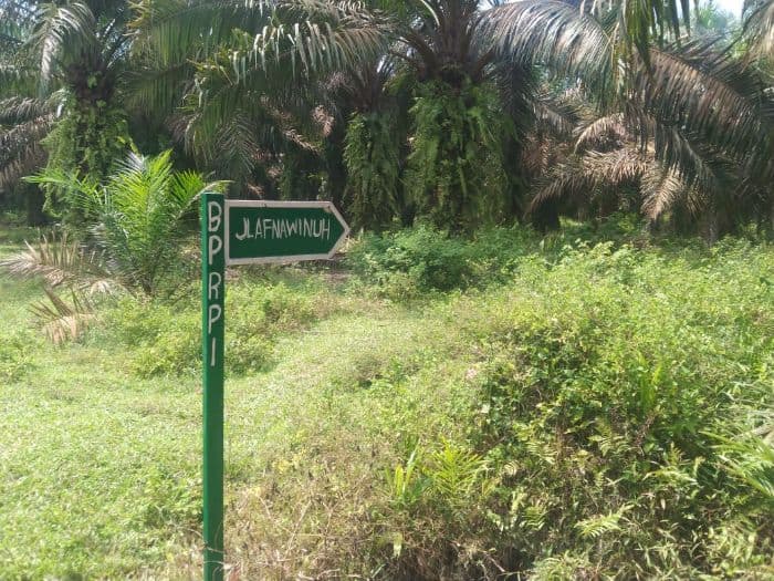 ptpn1_dinilai_gagal_jaga_aset_negara_lahan_hgu_100_hektare_dikuasai_penggarap_