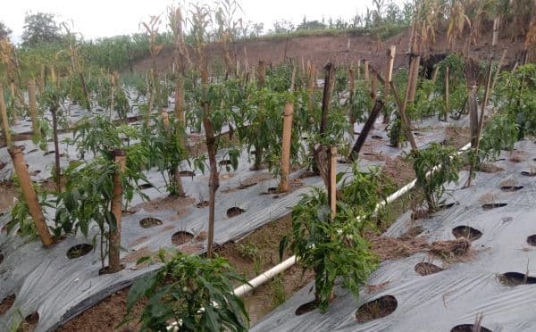 petani_porsea_sambut_hujan_dengan_harapan_semoga_ini_akhir_dari_kemarau