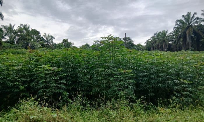 harga_singkong_anjlok_petani_di_simalungun_pilih_tunda_panen_