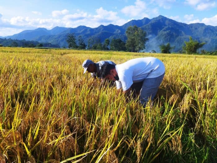 harga_padi_rendah_di_bulog_petani_toba_memilih_jual_ke_agen