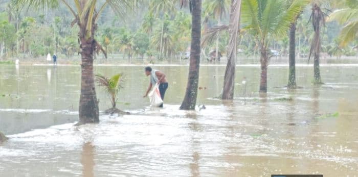 sungai_batang_angkola_meluap_ratusan_hektar_persawahan_di_tapsel_terendam