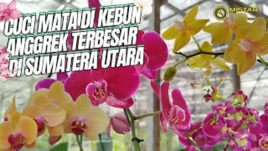 bongkar_dapur_cuci_mata_di_kebun_anggrek_terbesar_di_sumatera_utara