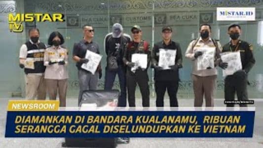 newsroom_diamankan_di_bandara_kualanamu_ribuan_serangga_gagal_diselundupkan_ke_vietnam
