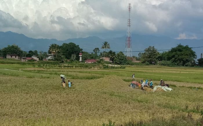 petani_toba_lebih_memilih_menjual_padi_ke_toke_daripada_ke_bulog