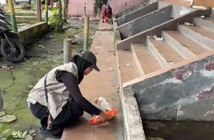100_kucing_liar_di_pasar_petisah_diberi_makan_avi_mereka_bukan_hama