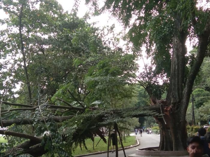 pohon_tumbang_di_alunalun_stabat_satu_anak_terluka_dan_sejumlah_motor_rusak