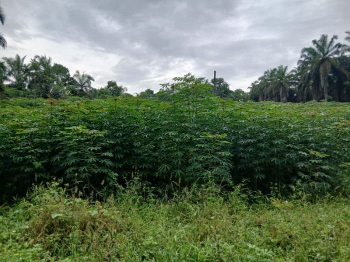 harga_singkong_anjlok_lagi_di_simalungun