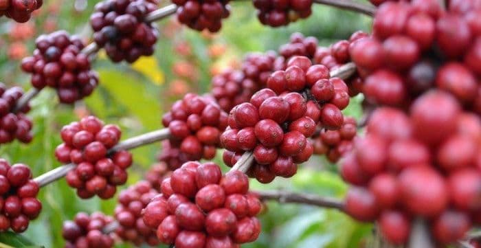 tak_hanya_biji_hampir_semua_bagian_tanaman_kopi_bisa_dikonsumsi