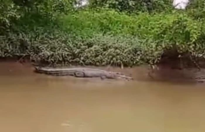 penampakan_buaya_besar_di_langkat_hebohkan_warga