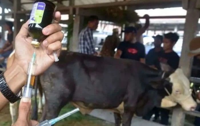 cegah_penularan_pmk_koperasi_peternak_diimbau_lakukan_vaksinasi_ternak