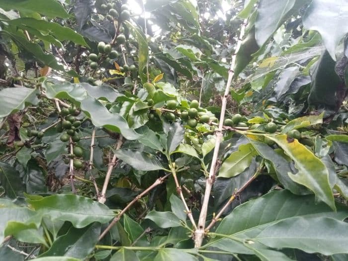 penelitian_as_dan_kementan_produksi_kopi_dari_toba_lebih_tinggi_