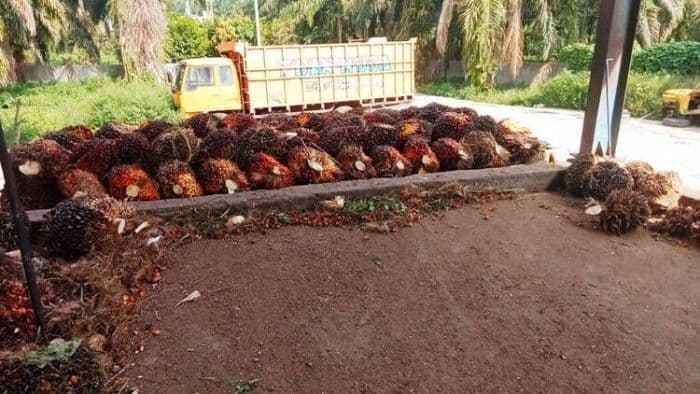 harga_tbs_di_simalungun_turun_di_tengah_musim_trek