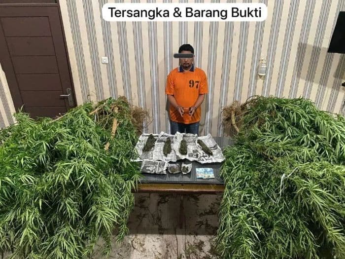 polres_tanah_karo_panen_37_pohon_ganja_di_desa_lingga