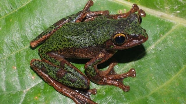brin_identifikasi_katak_pohon_jenis_baru_dari_sulawesi