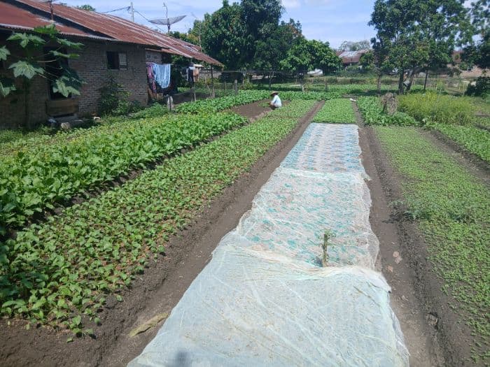 harga_sawi_hijau_naik_petani_di_karang_bangun_raup_untung_besar