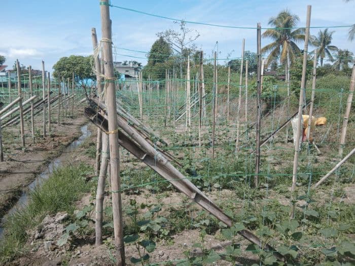 harga_timun_rp4000_per_kg_buat_petani_simalungun_kebingungan