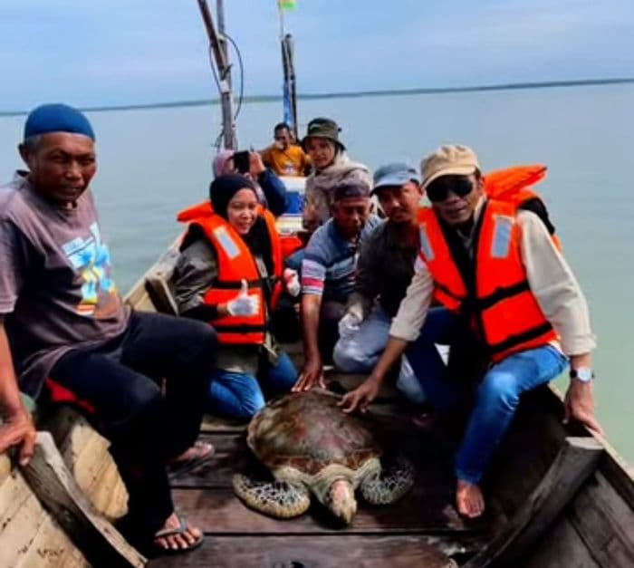 bksda_stabat_lepasliarkan_penyu_hijau_ke_perairan_desa_jaring_halus