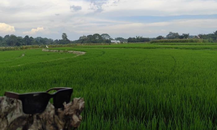 mitigasi_dampak_hujan_dkpp_siantar_siagakan_alat_bantu_cegah_genangan_sawah