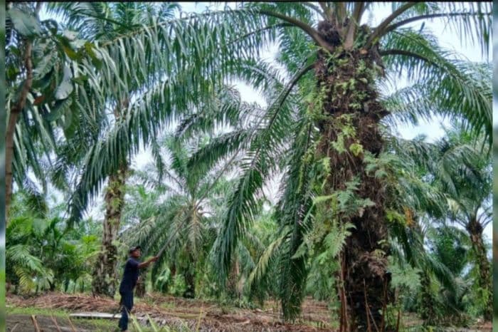 sempat_tembus_rp3000_per_kilogram_harga_tbs_sawit_di_simalungun_anjlok