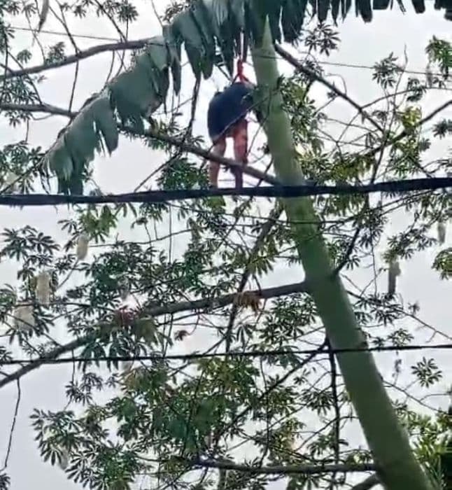 seorang_pria_tewas_tergantung_di_pohon_kapuk