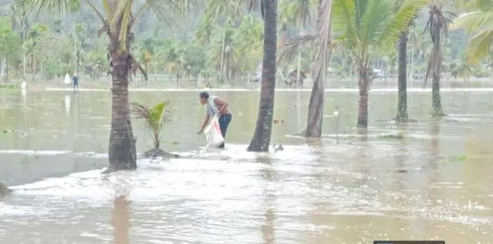 ratusan_hektar_persawahan_dan_rumah_rusak_akibat_banjir_di_tapsel_