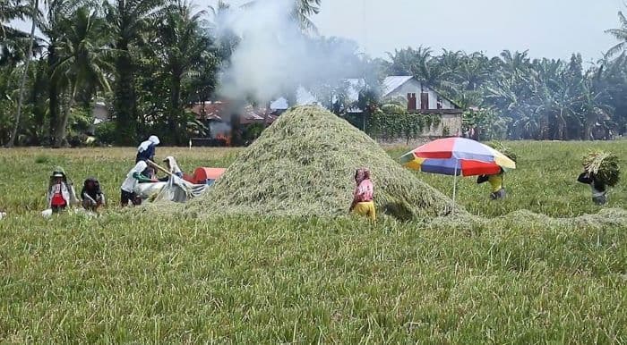 bulog_dan_pemkab_asahan_optimalkan_penyerapan_gabah_kering_panen_petani