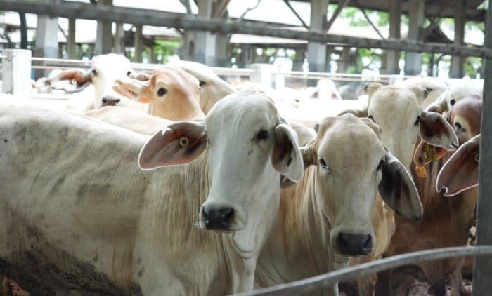 genjot_produksi_daging_dan_susu_pemerintah_tak_lagi_batasi_impor_sapi_hidup_