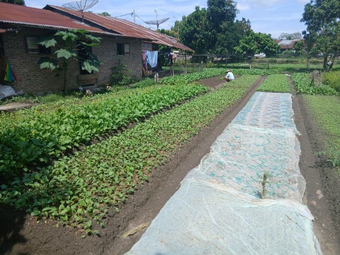 berkebun_sawi_di_lahan_sempit_petani_simalungun_bagikan_tipsnya