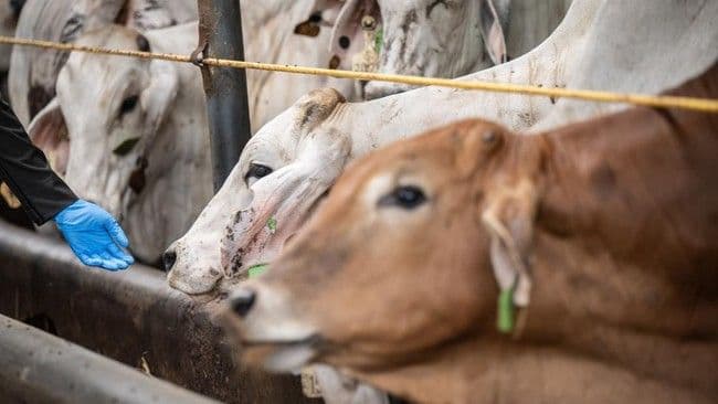 sebanyak_40_ribu_lebih_sapi_impor_masuk_ri_untuk_pasok_program_mbg