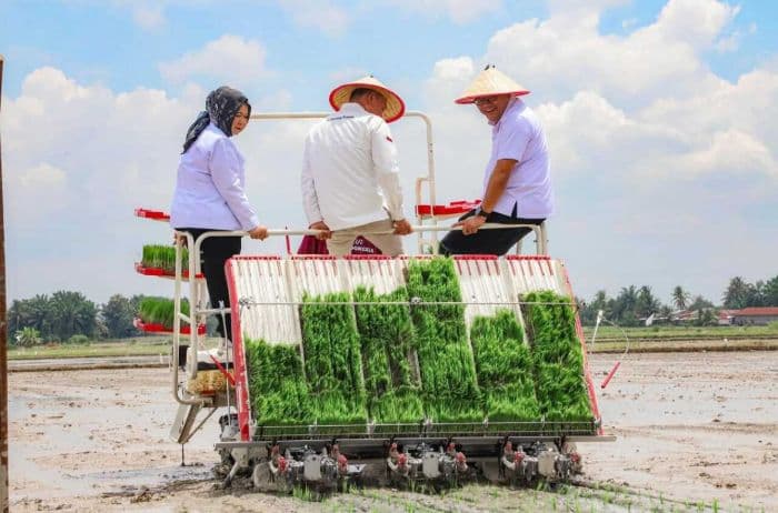deli_serdang_surplus_beras_89_ribu_ton_petani_diminta_jaga_pasokan_lokal