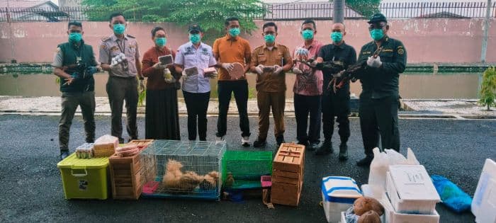 puluhan_hewan_dan_komoditas_tanpa_dokumen_dimusnahkan