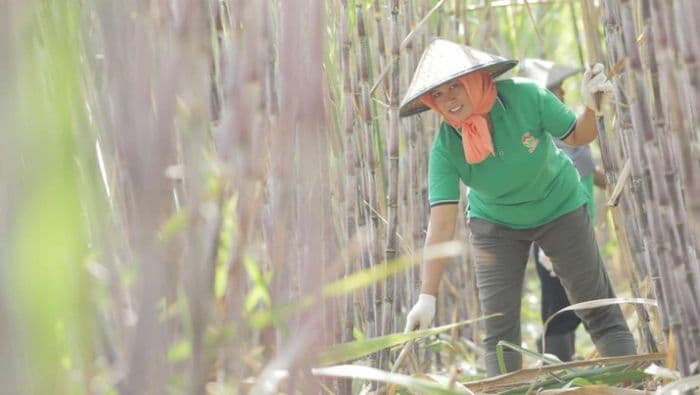 kurangi_impor_bensin_ri_budidaya_tanaman_ini_di_jawamerauke