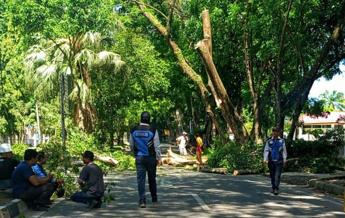 dlh_langkat_mulai_pangkas_pohon_besar_usai_seorang_siswa_tewas