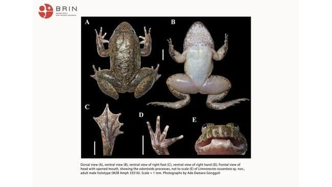 dua_spesies_baru_katak_bertaring_ditemukan_di_kalimantan