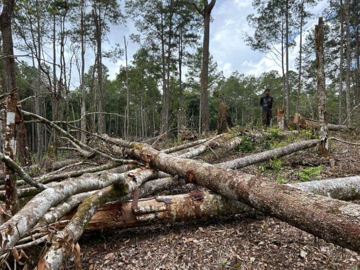 ombudsman_minta_aph_tindak_pelaku_perusakan_hutan_lindung_di_simalungun