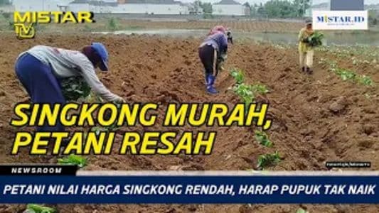 newsroom_petani_nilai_harga_singkong_rendah_harap_pupuk_tak_naik