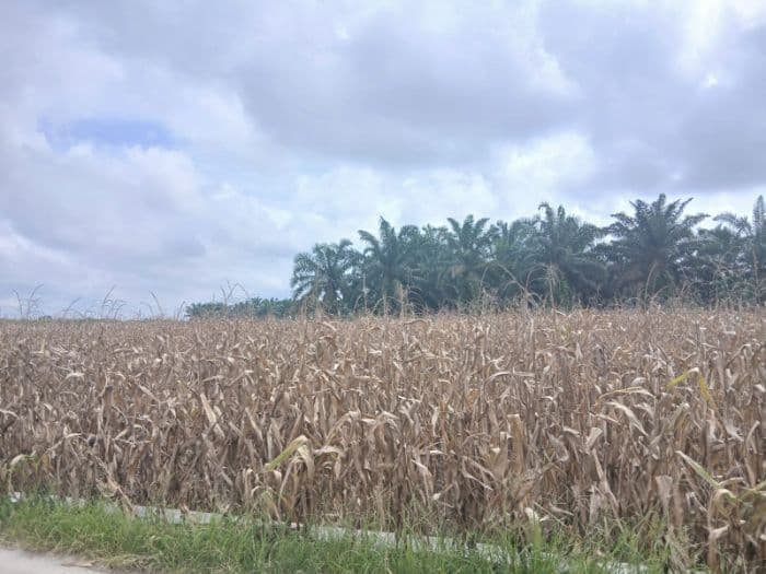 petani_simalungun_keluhkan_harga_jagung_di_bawah_hpp