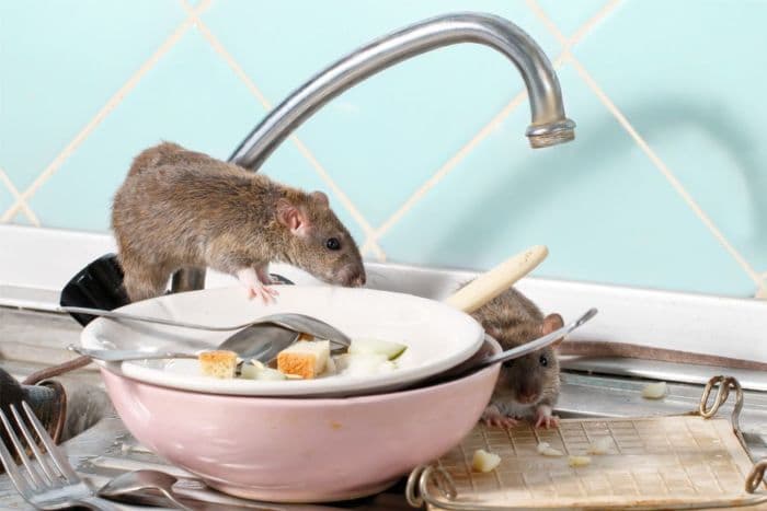 cara_efektif_usir_tikus_di_rumah_tanpa_racun_aman_untuk_hewan_peliharaan