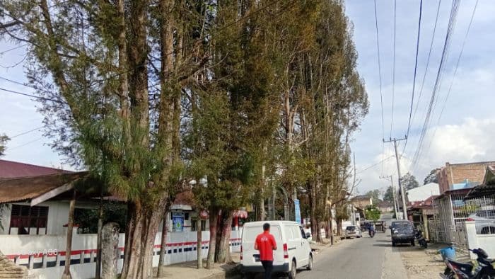 warga_desak_penebangan_pohon_besar_di_depan_smpn_4_siborongborong