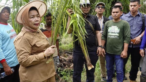 dlhk_sumut_eksekusi_2000_batang_sawit_ilegal_di_langkat_