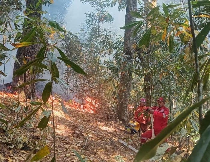 kebakaran_50_hektare_hutan_di_sibaganding_bpbd_akui_medan_sulit_dijangkau