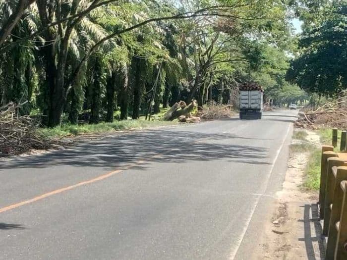 tumpukan_ranting_kayu_di_jalinsum_asahan_ancam_keselamatan_pengendara